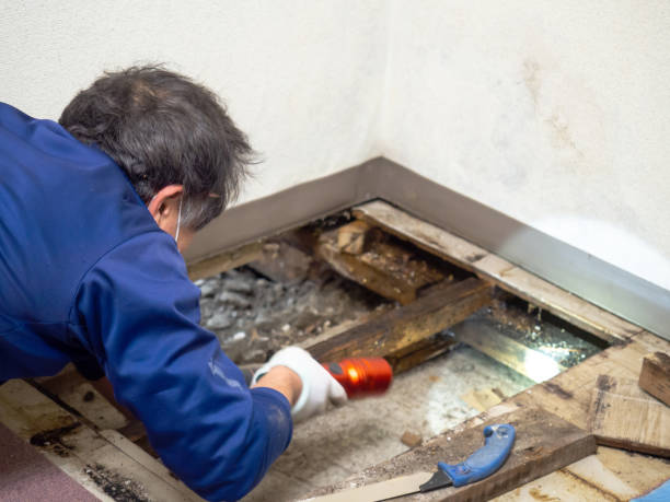 Attic Mold Removal in Nokomis, IL