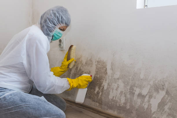 Best Mold Testing  in Nokomis, IL