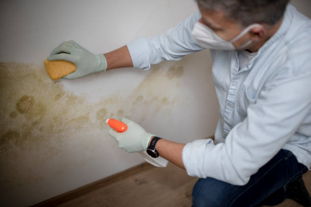 Best Attic Mold Removal  in Nokomis, IL