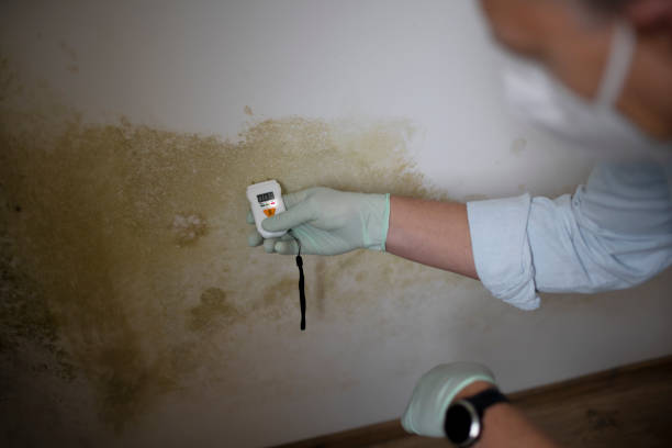 Office Mold Removal Services in Nokomis, IL