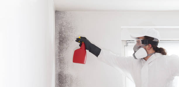 Best Residential Mold Removal  in Nokomis, IL