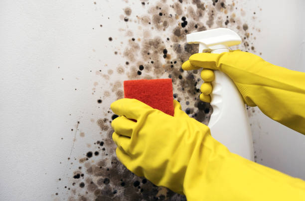 Best Professional Mold Removal  in Nokomis, IL