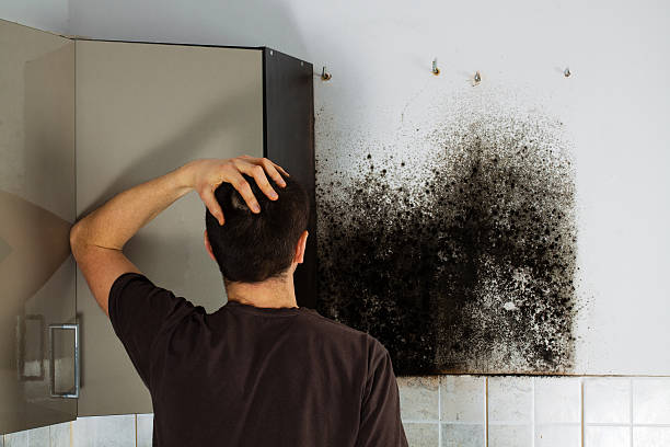 Best Mold Remediation Services  in Nokomis, IL