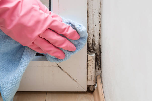 Best Certified Mold Removal  in Nokomis, IL